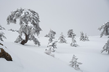 Coniferous forest trees covered in snow on a snowy mountain after snowstorm. Trees in nature. Troodos forest Cyprus