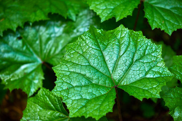 Flora in Julian Alps, Slovenia