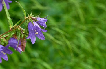 Flora in Julian Alps, Slovenia
