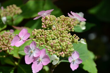 In the garden, pink hydrangea paniculata and its green foliage, closeup