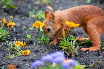 squirrel in the park