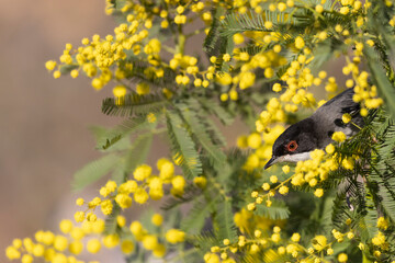 Mimosa flowers with a tiny bird, Sardinian warbler male (Sylvia melanocephala).