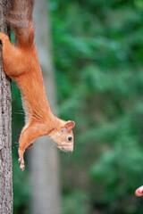 squirrel on a tree