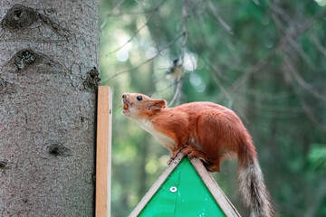 red squirrel on a birdhouse preparing for jump