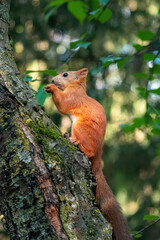 squirrel on a tree