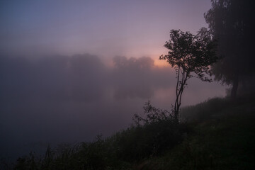 fog in the forest