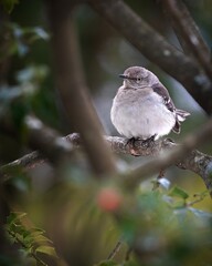 mockingbird perched on branch