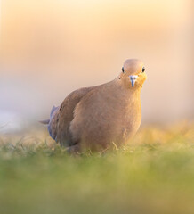 Bird on the ground