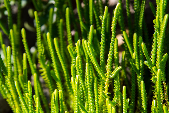 Plants of rattail crassula in a botanical garden