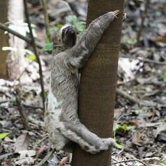 Obraz premium Brown-throated three-toed sloth (Bradypus variegatus) Bradypodidae family. Amazon rainforest, Brazil.
