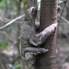 Brown-throated three-toed sloth (Bradypus variegatus) Bradypodidae family. Amazon rainforest,...
