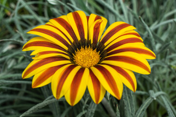 close up of Gazania rigens | Gazania linearis | Treasure Flower