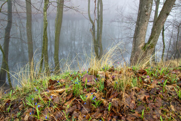 beautiful bluebells with bright blue flowers in raindrops growing on the river bank and trees without foliage with their reflection in the river and the blurred background of a spring misty forest