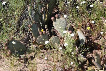 Cactus & Blooms