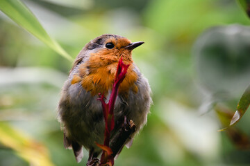 European robin (Erithacus rubecula) perched on a freshly grown branch in a green bush in spring time, with detailed feathers