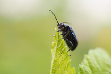 a black insect sits on a green blade of grass