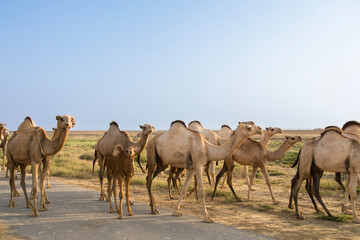 group of camels in desert in Jazan city saudi arabia