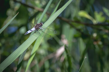 Fototapeta premium Libellule posée sur un brin d'herbe