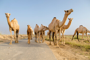 group of camels in desert in Jazan city saudi arabia