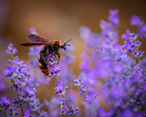 Mammut wasp in a lavender field