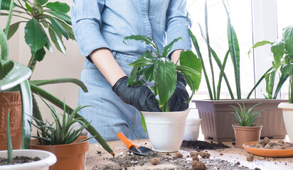 Spring houseplant care, houseplant transplant. A woman at home transplants a plant into a new pot. Gardener transplanting Spathiphyllum plant. Selective focus