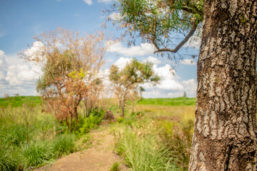 Obraz premium Campo abierto