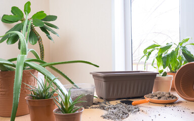 Spring transplant of indoor plants. On the table are scarlet, haworthia, spurge, spathiphyllum for transplantation. Land and drainage prepared nearby for transplanting. home garden concept.