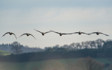 Canada Goose, Branta canadensis - Canada Geese fly over marshland