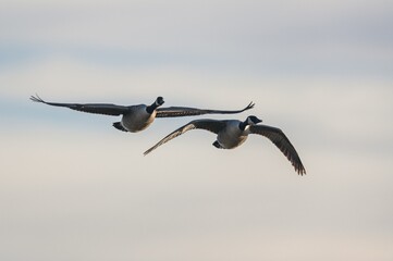 Canada Goose, Branta canadensis - Canada Geese fly over marshland