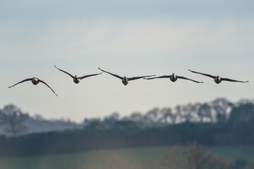 Canada Goose, Branta canadensis - Canada Geese fly over marshland