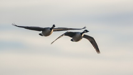 Canada Goose, Branta canadensis - Canada Geese fly over marshland