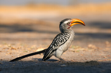 Southern yellow billed hornbill