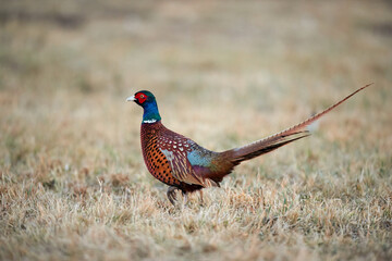 Common pheasant  male(Phasianus colchicus)