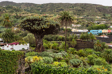 Fototapeta na wymiar Huge Drago Milenario tree Teneriffa Canary Islands, Spain
