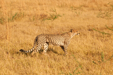 cheetah, (Acinonix jubatus)