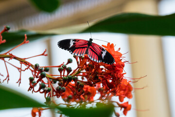 Butterfly House Mariposario del Drago Tenerife Canary Islands, Spain