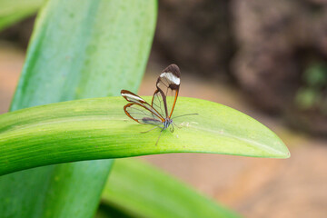 Transparent butterfly at Butterfly House Mariposario del Drago Teneriffa Canary Islands, Spain