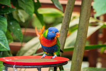 Parrot in Butterfly House Mariposario del Drago Tenerife Canary Islands, Spain