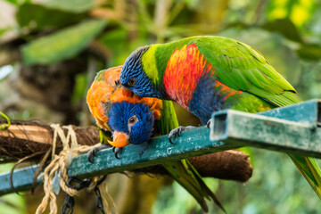 Two kissing and playing parrots in Butterfly House Mariposario del Drago Tenerife Canary Islands,...