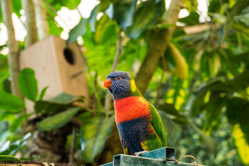 Parrot in Butterfly House Mariposario del Drago Tenerife Canary Islands, Spain