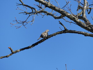 Bird (Morning Dove) on Branch of an Oak Tree