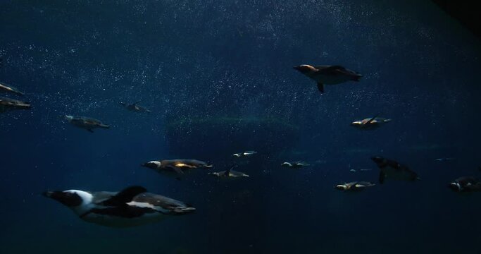 Flock of penguins under water, swimming in one direction. Ecology and marine life.