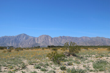 Anzo Borrego, CA - Superbloom (2016)