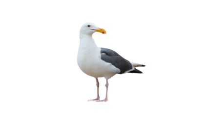 Isolated standing seagull on blank background