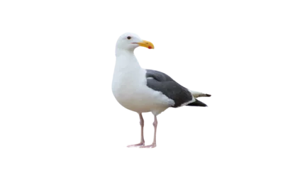 Foto auf Acrylglas Isolated standing seagull on blank background © thelittlecactus