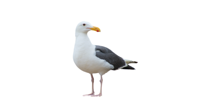 Isolated standing seagull on blank background