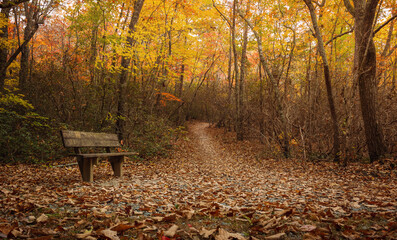 A wood bench in a pathway amidst the woods on autumn