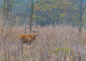 Mature deer stag with antlers in a field with reed in a forest in wetland in sunlight in winter, Almere, Flevoland, The Netherlands, February 10, 2023