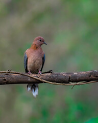 robin on a branch