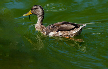 Female Mallard Duck Swimming in a Pond